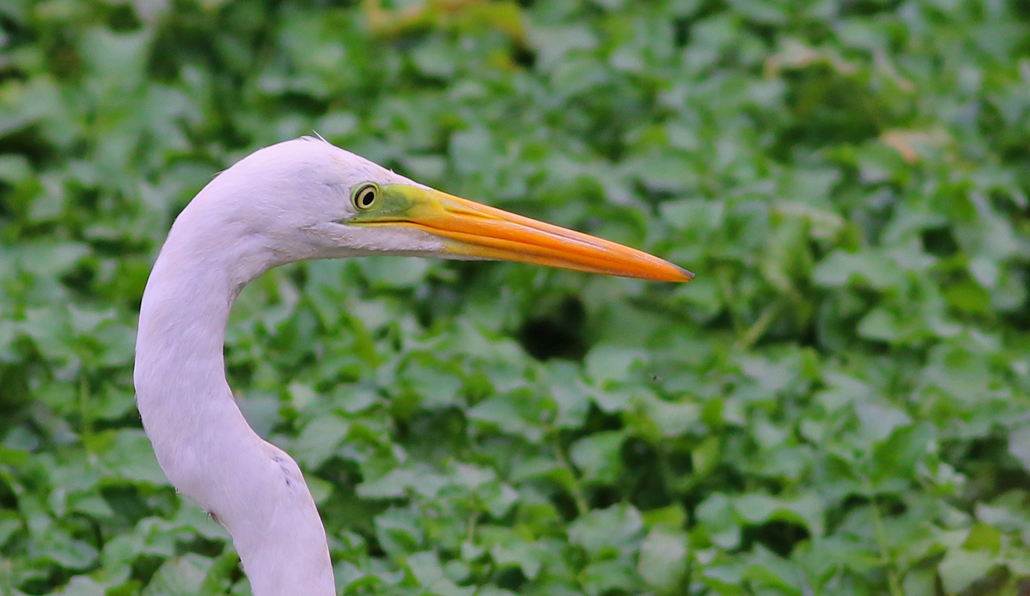 Great Egret